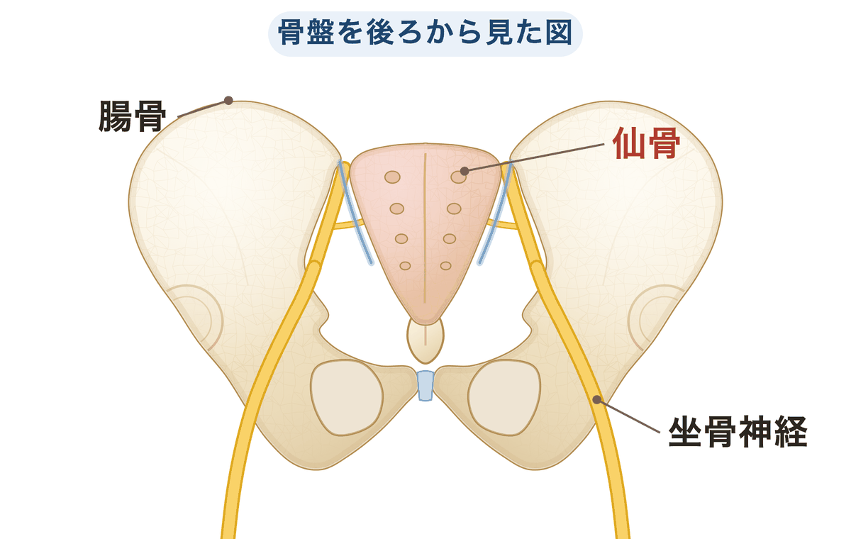 骨盤を後ろから見た解剖図。中央にある仙骨と、仙骨から出て脚へ向かう坐骨神経の位置を示す